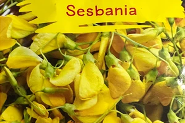 Sesbania gum powder