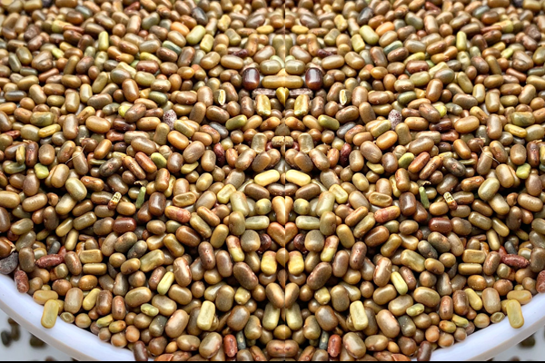  Sesbania Gum powder manufacturer
